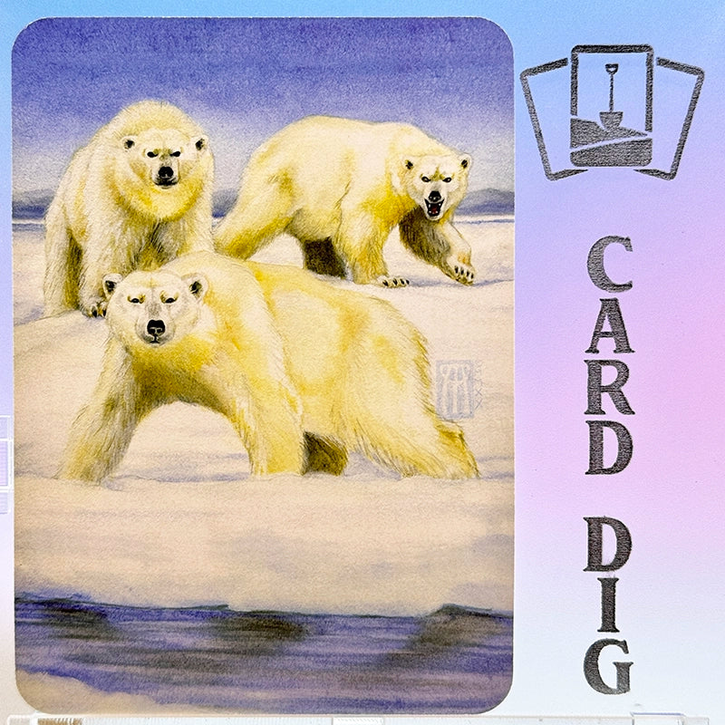Polar Bears - Foil (β Ord)